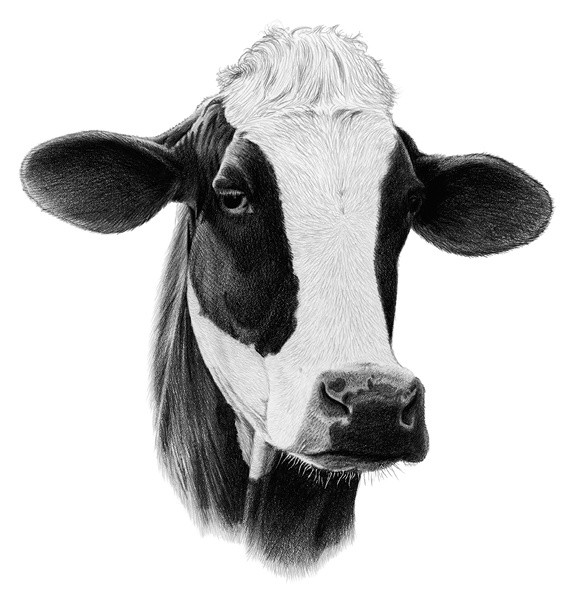 clip art holstein cow - photo #33
