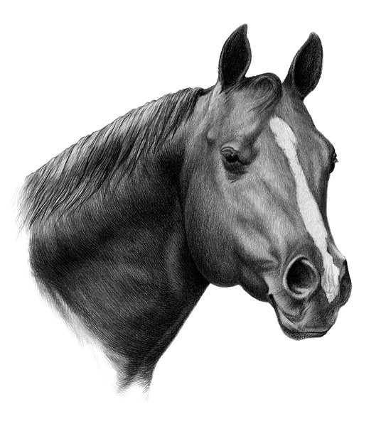 Illustrations Exhibit Pets And Farm Animals Section Horses Area